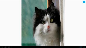 برنامه‌نما Black & White Cats Wallpapers عکس از صفحه