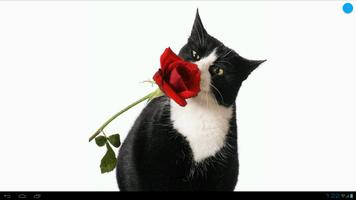 برنامه‌نما Black & White Cats Wallpapers عکس از صفحه