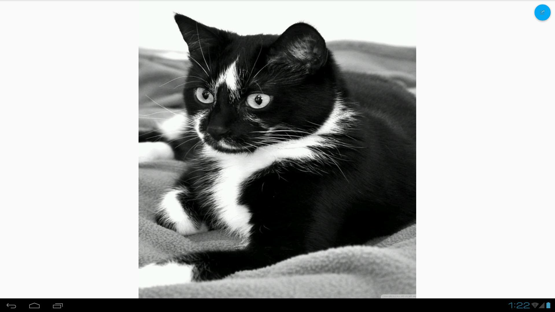 Black White Cats Wallpapers For Android Apk Download,Cat Breeds