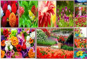 برنامه‌نما spring wallpaper عکس از صفحه