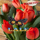 Lale Fikirleri APK