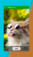 Wallpaper of cats ポスター