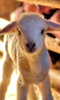Lamb Wallpaper poster