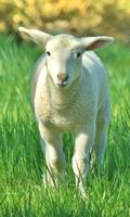 Lamb Wallpaper screenshot 1