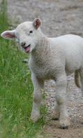 Lamb Wallpaper screenshot 3