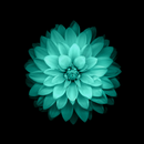Galaxy Flowers Live Wallpaper aplikacja