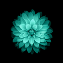 Galaxy Flowers Live Wallpaper APK