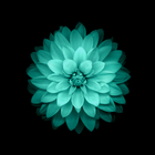Galaxy Flowers icon