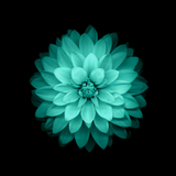 Galaxy Flowers-icoon