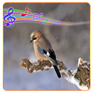 APK 99 Bird's Sounds Ringtones free