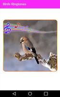 99 Bird's Sounds Ringtones free ภาพหน้าจอ 1