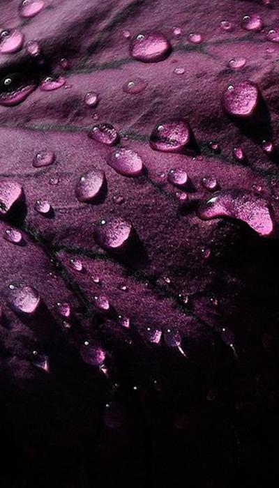 Rainy Flowers Live Wallpaper 4K APK voor Android Download Rainy Flowers Live Wallpaper 4K APK voor Android Download