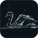Black Swan HD Live Wallpaper APK