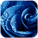 Dew Drops HD live Wallpaper APK