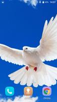 Taube 3D-live-Wallpaper Plakat