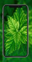 Green Leaf HD Wallpaper Screenshot 1