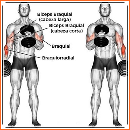 Exercícios Musculares Corporais