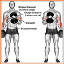 Exercices musculaires corporels APK