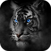 Roar Tiger Theme