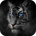 Roar Tiger Theme