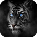 Roar Tiger Theme APK