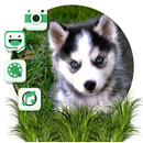 Thème Husky mignon Puppy Launcher APK