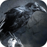 Animated Crow Video Wallpaper