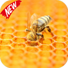 ikon Bee Life Video Live Wallpapers