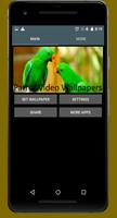 Parrots Video Live Wallpapers screenshot 2
