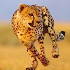 Cheetah Run XAPK download
