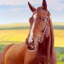 Horse Home APK