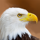Talking Eagle Flight APK