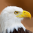 Talking Eagle Flight APK