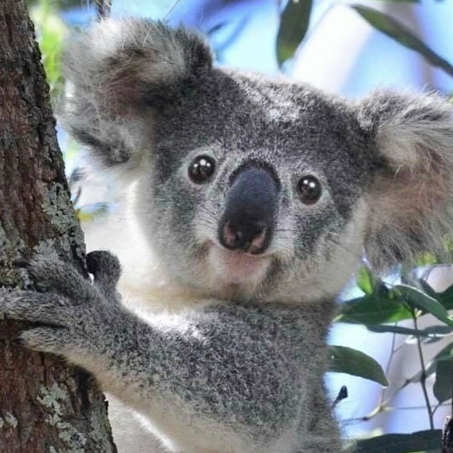 Sprechen Koala Bear