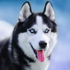 Talking Siberian Husky アプリダウンロード