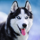 Talking Siberian Husky Zeichen