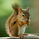 Talking Squirrel APK