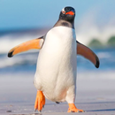 Talking Penguin: My Ice Friend APK