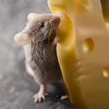 Talking Rat ไอคอน