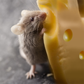 Talking Rat: Tiny Prankster