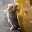 Talking Rat: Tiny Prankster APK