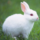 آیکون‌ Talking Rabbit