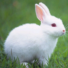 Sprechendes Kaninchen Zeichen