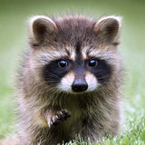 Talking Raccoon