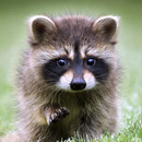 Talking Raccoon: Fun Pet APK