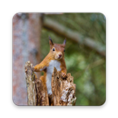Red Squirrel Wallpaper HD APK