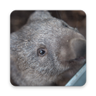 Wombat Wallpaper HD icon