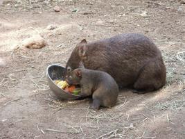 Wombat Wallpaper HD poster