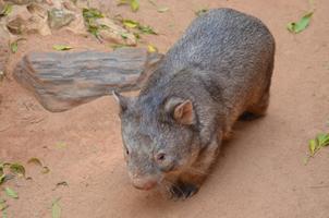Wombat Wallpaper HD screenshot 1