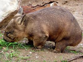 Wombat Wallpaper HD screenshot 2